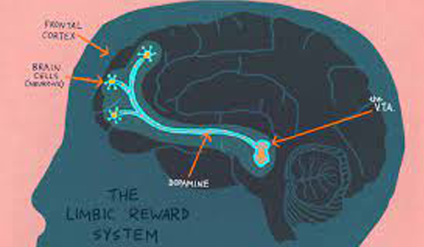 What goes on inside you Brain?