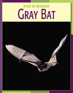 Gray Bat