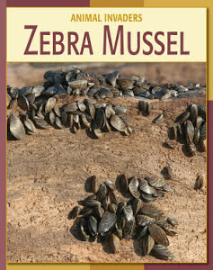 Zebra Mussel