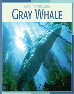 Gray Whale